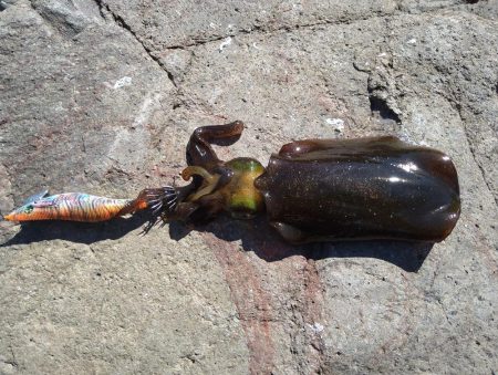 秋イカとしては自己記録